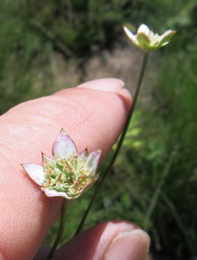 Alepidea natalensis
