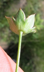 Alepidea natalensis