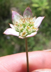 Alepidea natalensis