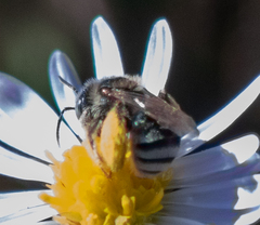 Anthophorula