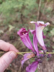 Jacaranda caroba