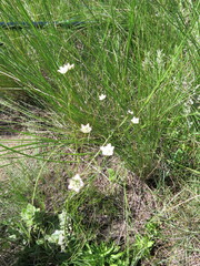 Alepidea natalensis