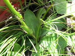 Alepidea natalensis