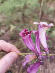 Jacaranda caroba