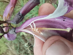 Jacaranda caroba