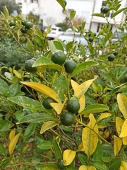 Citrus × microcarpa