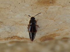 Tachinus marginellus