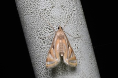 Eoophyla