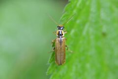 Cantharis decipiens