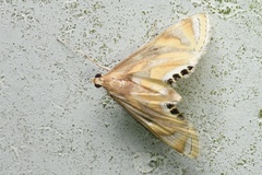 Eoophyla