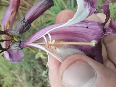 Jacaranda caroba