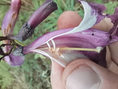 Jacaranda caroba