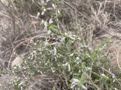 Aspalathus laricifolia