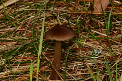 Entoloma vernum