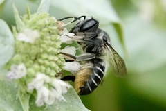 Litomegachile