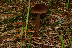 Entoloma vernum