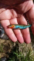 Etheostoma fragi
