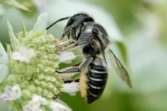 Litomegachile