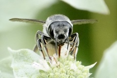 Litomegachile