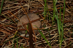 Entoloma vernum