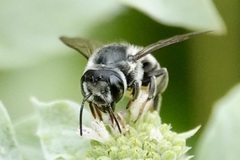 Litomegachile