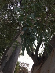 Eucalyptus