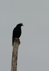 Acridotheres grandis