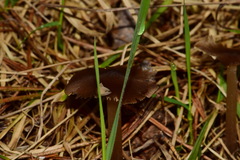 Entoloma vernum