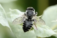 Litomegachile