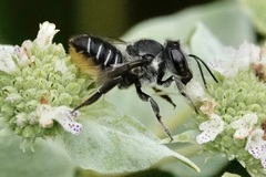 Litomegachile