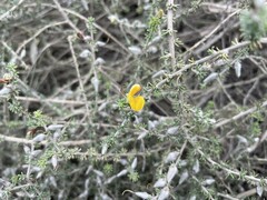 Aspalathus laricifolia