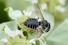 Litomegachile