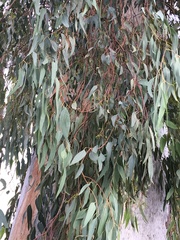 Eucalyptus