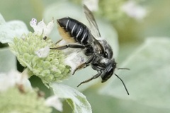 Litomegachile