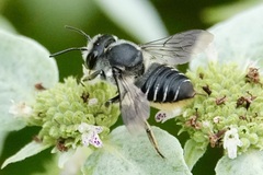 Litomegachile