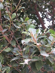 Magnoliopsida