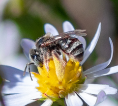 Anthophorula