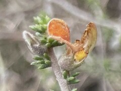 Aspalathus laricifolia