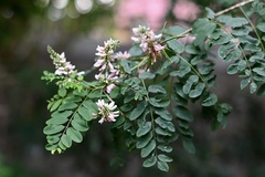 Indigofera jucunda