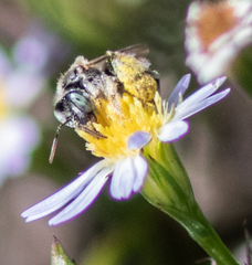 Anthophorula