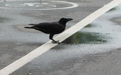 Corvus macrorhynchos levaillantii