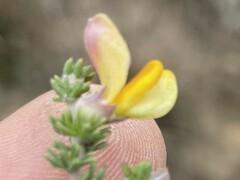 Aspalathus laricifolia