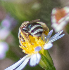 Anthophorula