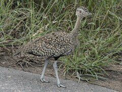 Eupodotis ruficrista