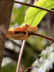 Bothriechis schlegelii