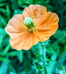 Papaver aculeatum