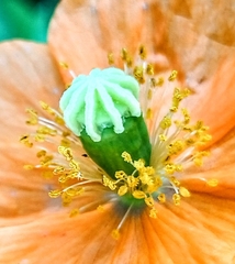 Papaver aculeatum