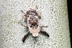 Gasterocercus