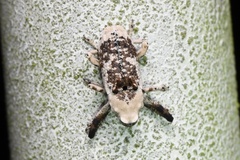 Gasterocercus