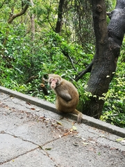 Macaca mulatta